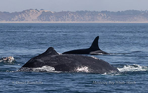 Humpback Whale interfering with Killer Whales as they attempt to hunt or feed photo by daniel bianchetta